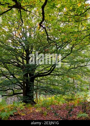 Début de l'automne arbres dans le bois de Bow une région de bois Près de Lea dans le Derbyshire Peak District Angleterre Royaume-Uni Banque D'Images