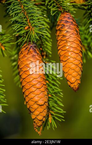 Foresterie, dendrologie. Grands cônes de Fir (épinette européenne, Picea excelsa) dans la forêt d'hiver avant la fructification. Le cône gauche est endommagé par un organisme nuisible de conifères Banque D'Images