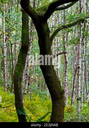 Début de l'automne arbres dans le bois de Bow une région de bois Près de Lea dans le Derbyshire Peak District Angleterre Royaume-Uni Banque D'Images