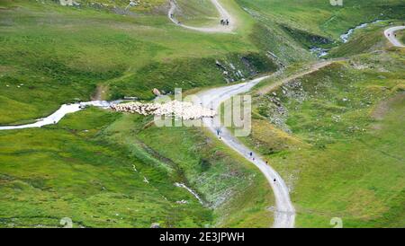 Vue alpine du berger déplaçant le troupeau de moutons d'un pâturage à un autre et les gens de randonnée et de vélo. Été en Savoie, France. Banque D'Images