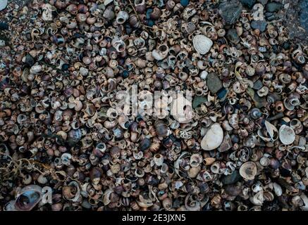 Une plage couverte de coquillages en Angleterre Banque D'Images