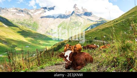 Alpes françaises en été. Pâturage des vaches dans le pâturage alpin du massif du Mont blanc. Savoie, France. Banque D'Images