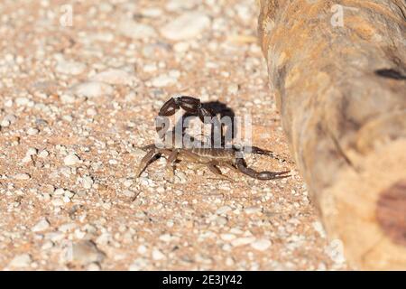 Scorpion granulé à queue épaisse (Parabuthus granulatus), le plus venimeux des scorpions en Afrique du Sud, Parc transfrontalier Kgalagadi, Kalahari, Banque D'Images