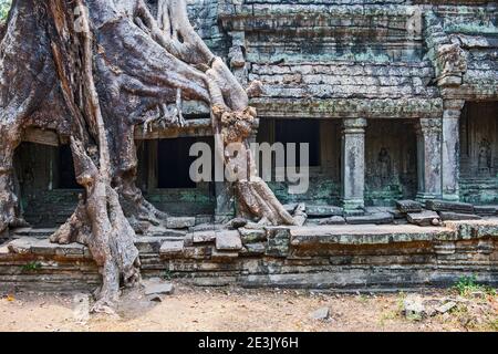 arbre croissant au-dessus de l'entrée du temple aux ruines antiques de Angkor Wat Banque D'Images