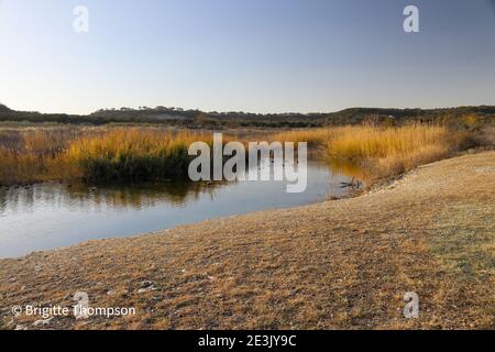 Étang avec canards et oiseaux aquatiques avec collines en arrière-plan Photos prises en automne dans les parcs et la faune du Texas Banque D'Images