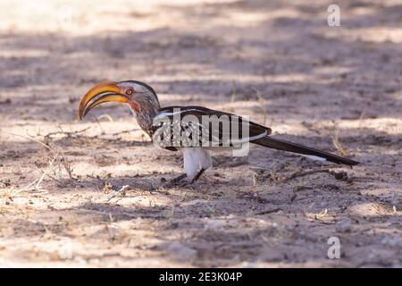 Le Hornbill à bec jaune du Sud (Tockus leucomelas) fourragé sur le sol, parc transfrontalier Kgalagadi, Kalahari, Cap du Nord, Cap du Sud Banque D'Images