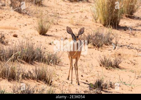 Steenbok (Raphicerus campestris) PETITE antilope naine, Parc transfrontalier Kgalagadi, Kalahari, Cap Nord, Afrique du Sud Banque D'Images