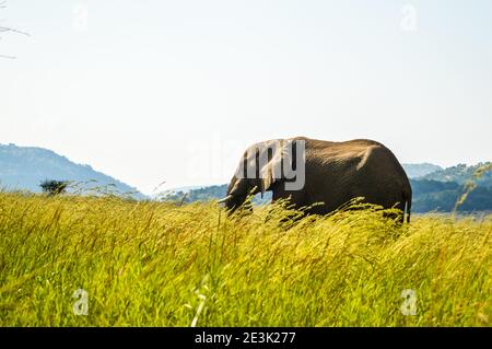 Un jeune éléphant musth isolés dans les hautes herbes de pâturage dans une réserve naturelle en Afrique Banque D'Images