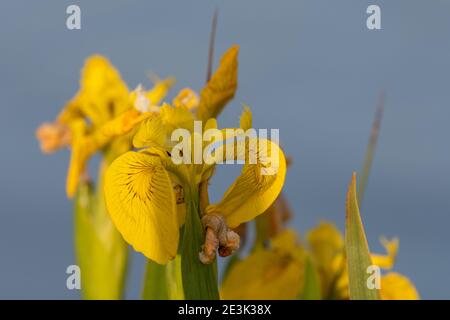 Iris jaune (pseudacorus de l'iris) en fleur Banque D'Images