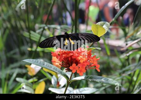 Gros plan d'une Troides helena, Birdwing commun, papillon perché sur une plante à fleurs tropicales avec un arrière-plan flou Banque D'Images