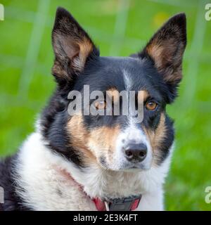 Photo en portrait d'une bordure tricolore collie Banque D'Images
