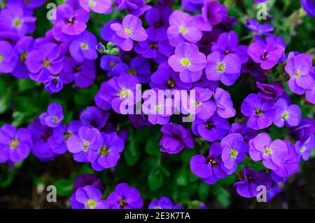 beaucoup de fleurs violettes fraîches au printemps Banque D'Images