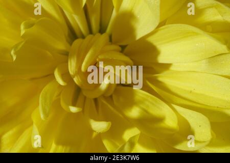Fleur de chrysanthème jaune Marco gros plan. Belle image ensoleillée. Banque D'Images