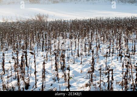 un champ de tournesol avec des plantes sèches et flétries recouvertes de neige un matin ensoleillé en hiver Banque D'Images