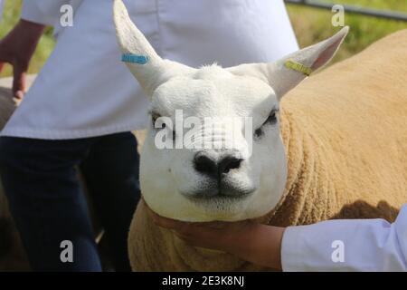 Craigie Agricultural show, Craigie, South Ayrshire, Écosse, Royaume-Uni. Les agriculteurs et leurs familles se réunissent pour montrer leur vie, leurs vaches, leurs calfs, leurs moutons et leurs chevaux. Fermier avec ses moutons gagnants Banque D'Images