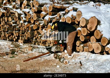 Bûcheron ou bûcheron mâle, utilisant une tronçonneuse pour couper les grumes et les empiler sur le tas de bois d'hiver pour le bois de chauffage, une ressource renouvelable. Banque D'Images