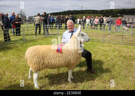 Craigie Agricultural show, Craigie, South Ayrshire, Écosse, Royaume-Uni. Les agriculteurs et leurs familles se réunissent pour montrer leur vie, leurs vaches, leurs calfs, leurs moutons et leurs chevaux. Fermier avec ses moutons gagnants Banque D'Images