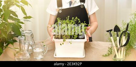 Les mains de l'enfant montrent un pot de pot avec des pousses de graines vertes germées. Jardinage, soin et culture des plantes. À proximité se trouvent des pelles, des râteaux et de l'eau Banque D'Images