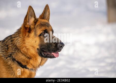Chien de berger allemand courant et jouant dans la neige. Banque D'Images