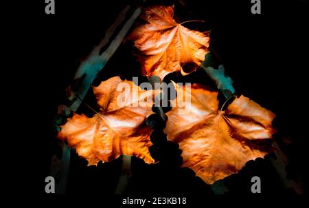 Sycamore feuilles et branches de l'arbre. Banque D'Images