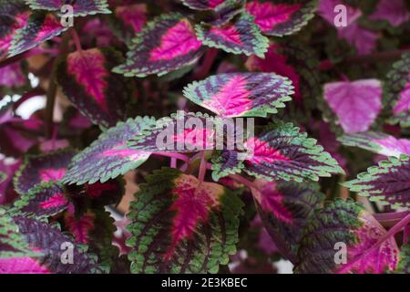 Feuilles de plantes de coleus. Feuilles rouges et vertes de la plante du coléus. Plectranthus scutellaroides. Banque D'Images