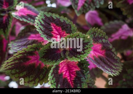 Feuilles de plantes de coleus. Feuilles rouges et vertes de la plante du coléus. Plectranthus scutellaroides. Banque D'Images