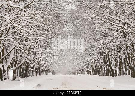 Route enneigée d'hiver. Branches d'érable. Rue tortueuse rurale enneigée dans le village. L'hiver est magnifique après le blizzard. Vacances de Noël Banque D'Images