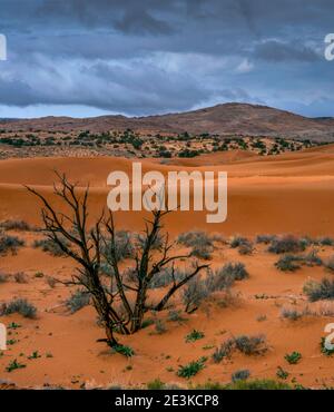 Dunes de sable, nags de genévrier, nuages de tempête, Grand Staircase-Escalante National Monument, Utah Banque D'Images