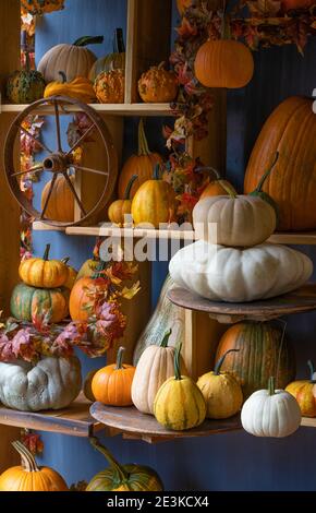 Citrouilles et gourdes récoltées en vente. Banque D'Images