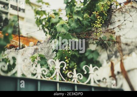 Une vue à bascule réelle avec une mise au point sélective sur un tas de données de raisins non mûrs sous une clôture métallique sur un béton mur dans un secteur privé d'un résidentiel Banque D'Images