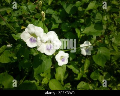 Deux fleurs blanches et violettes et deux bourgeons Banque D'Images