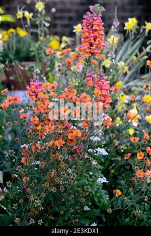 geum totalement tangerine,Antirrhinum majus Potomac Orange foncé,fleurs d'orange,floraison,mélange de plantation,mixte Bordure, fleurs printanières, fleurs en bois Banque D'Images