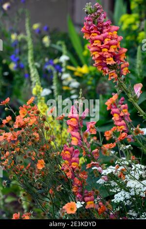 geum totalement tangerine,Antirrhinum majus Potomac Orange foncé,Bunium bulbocastanum,fleurs blanches,ombelles blanches,ombelles,orange fleurs,fleurs,mixtes Banque D'Images