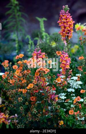 geum totalement tangerine,Antirrhinum majus Potomac Orange foncé,fleurs d'orange,floraison,mélange de plantation,mixte Bordure, fleurs printanières, fleurs en bois Banque D'Images