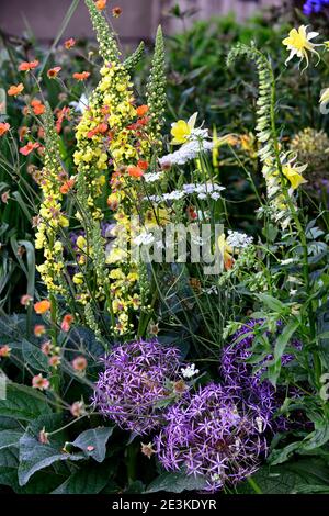 geum totalement tangerine, Allium Cristophii, Verbascum chaixii seize bougies, orange violet bleu violet fleurs,floraison,schéma de plantation mixte,mixte Banque D'Images