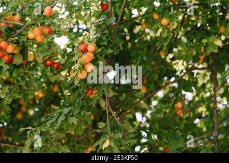 Fruits mûrs de prune jaune et rouge sur un arbre dans le jardin. Banque D'Images