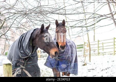 Deux chevaux portant des couvertures de cheval dans la neige. Banque D'Images