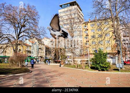 Des groupes de pigeons volent devant la mosquée Banya Bashi et le fond de la ville de Sofia. Bulgarie. Sofia. 06.01.2021. Banque D'Images