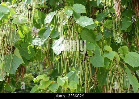 Couronne de Catalpa avec de grandes feuilles vertes en forme de coeur et de longs gousses suspendues. Catalpa bignonioides / Catalpa / Indian Bean Tree Banque D'Images