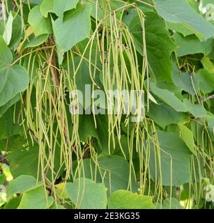 Couronne de Catalpa avec de grandes feuilles vertes en forme de coeur et de longs gousses suspendues. Catalpa bignonioides / Catalpa / Indian Bean Tree Banque D'Images