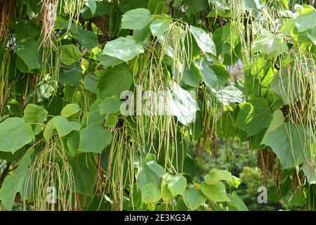 Couronne de Catalpa avec de grandes feuilles vertes en forme de coeur et de longs gousses suspendues. Catalpa bignonioides / Catalpa / Indian Bean Tree Banque D'Images