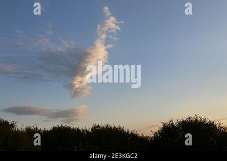 Le soir d'été, des nuages de cirrus wispy dans un ciel bleu crépuscule au-dessus du paysage du Shropshire, Royaume-Uni Banque D'Images
