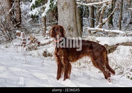 Un beau chien de chasse irlandais se tient dans la neige au bord de la forêt et surveille soigneusement la zone de chasse. Banque D'Images