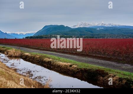 Sur fond de montagne enneigée Golden Ears, les arbustes aux myrtilles brillent en rouge sous une lumière d'hiver diffuse et trouble. Pitt Meadows, C.-B., Canada Banque D'Images