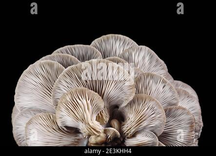 champignon huître isolé sur fond noir Banque D'Images