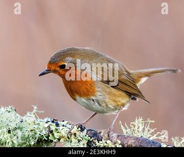 Robin européen (erithacus rubecula) Banque D'Images