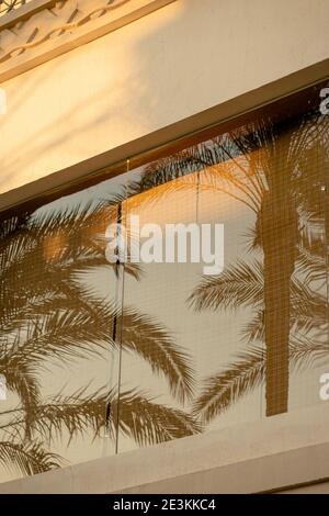 Réflexion de branches de palmiers dans les fenêtres de un bâtiment léger Banque D'Images