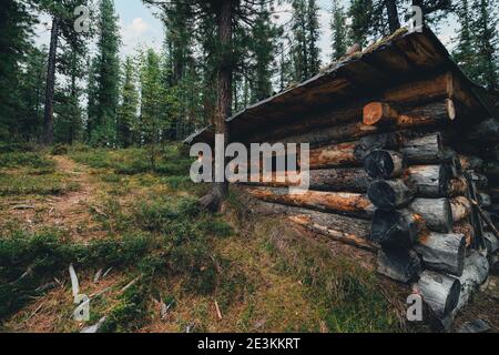 Tir d'automne grand angle dans une forêt de taïga de conifères profonds de Montagnes Sayan d'une cabine de dugout comme un abri pour les chasseurs en hiver ont fait de gros bois de timb Banque D'Images