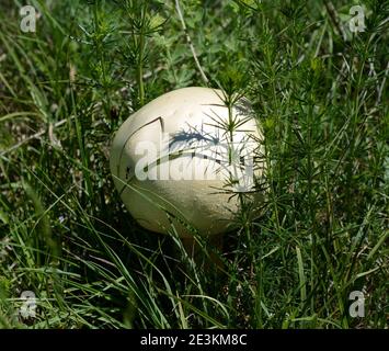 Agaricus arvensis communément connu sous le nom de champignon de cheval. Banque D'Images