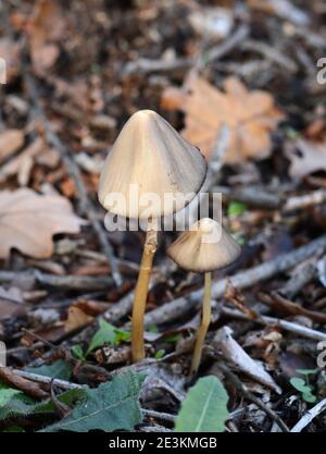 Parasola conopilus ou brittlestem conique à côté du chemin près de la maison. Champignons après la pluie. Banque D'Images